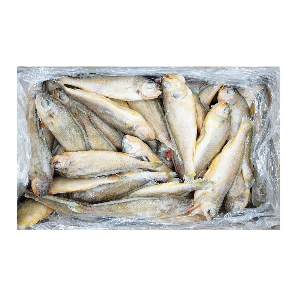 [중국산] 52미 조기 (2.4kg)